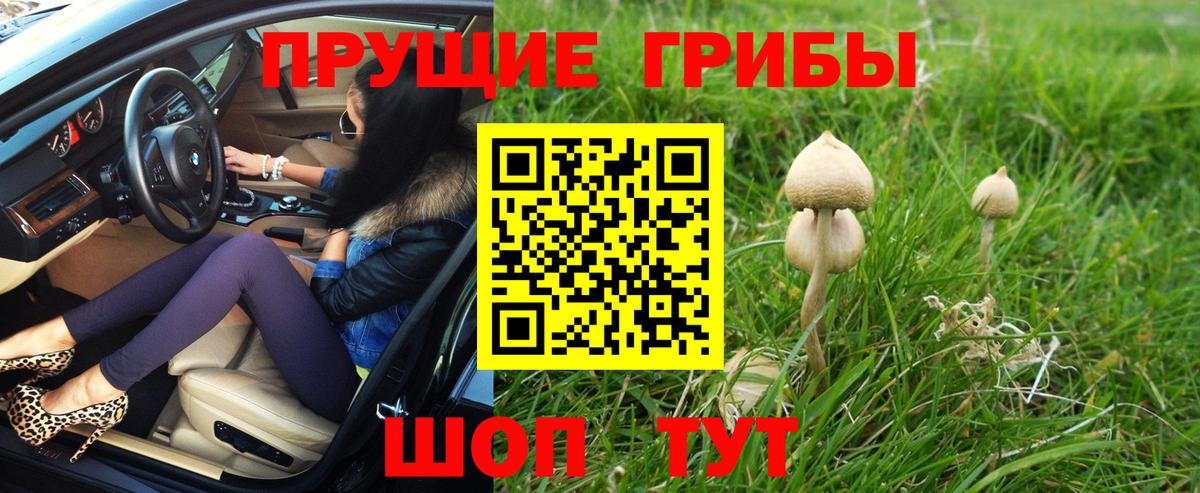 Псилоцибиновые грибы Psilocybine cubensis Шебекино